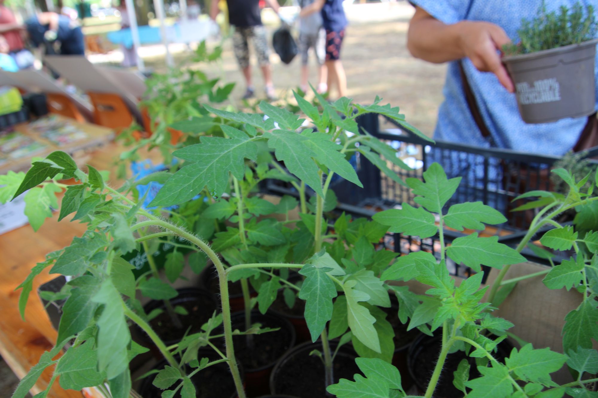 Matinée éco-citoyenne