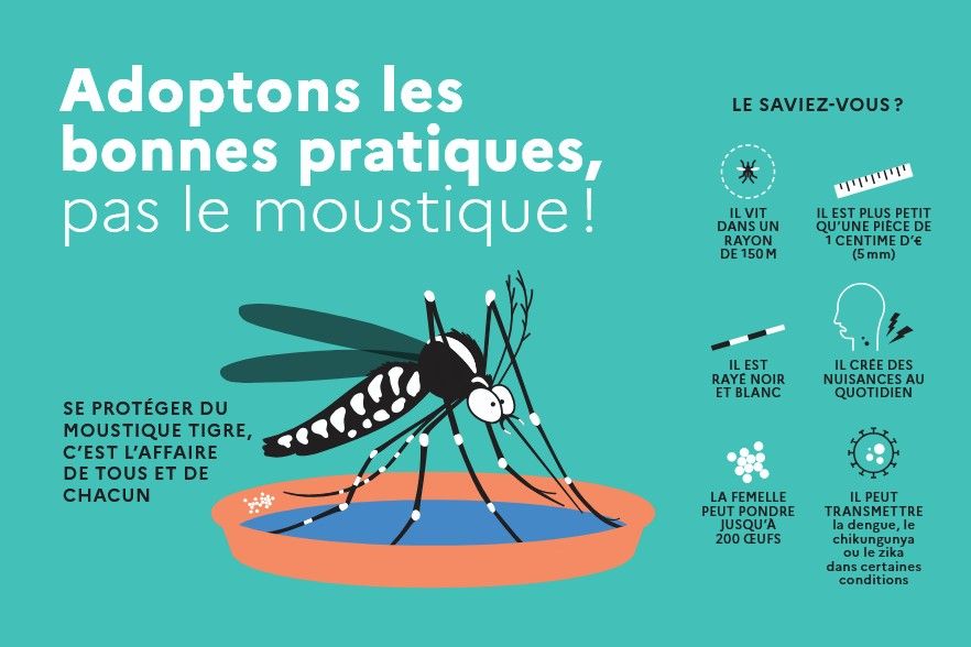 Moustique tigre : agissons dès maintenant